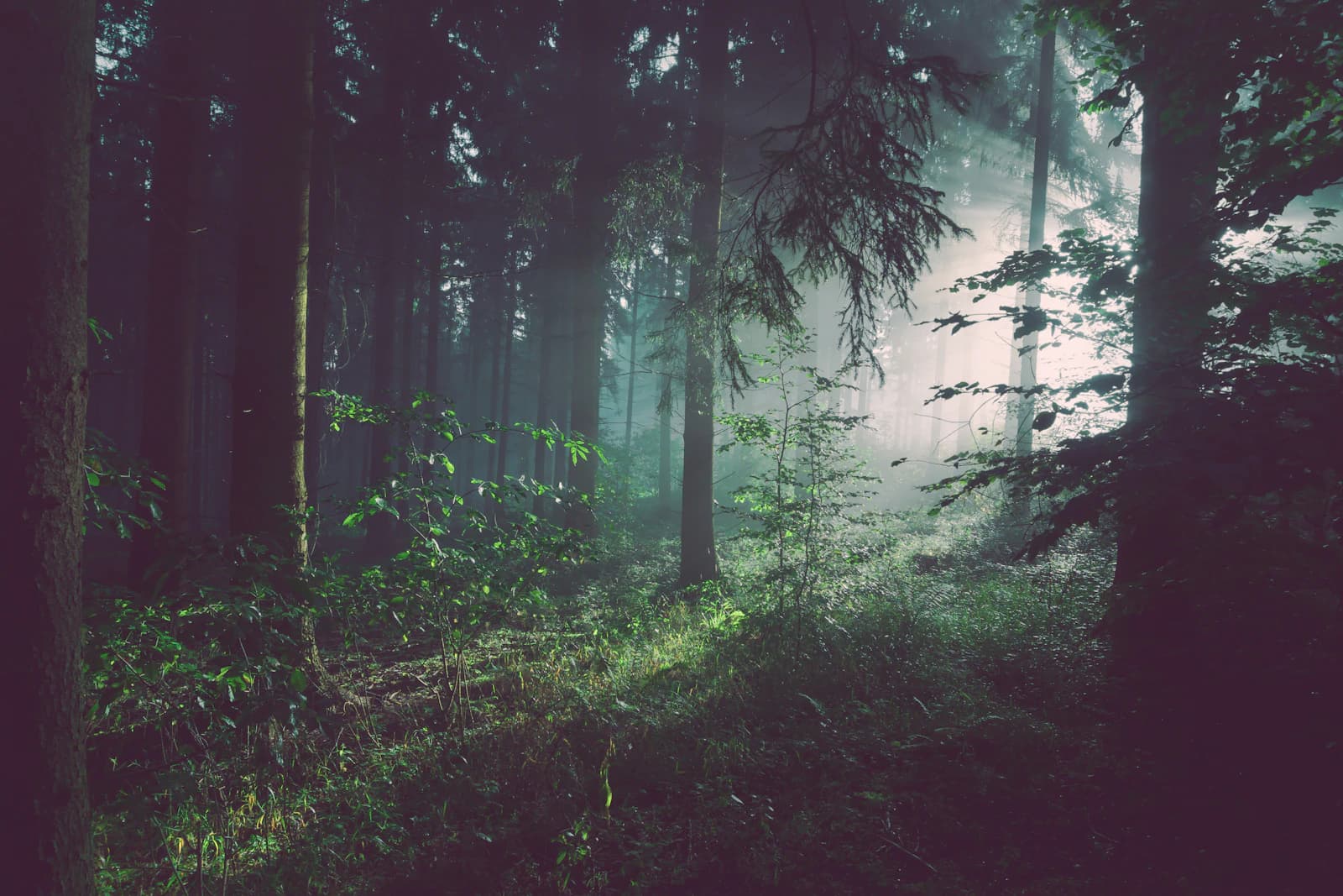 Bosque de coníferas con luz filtrada entre la niebla.